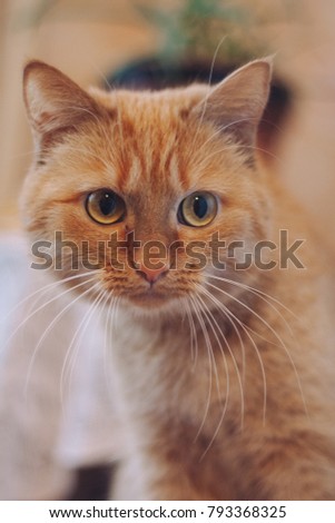 homemade ginger cat lying on the floor. emotional portrait. the Wallpapers and posters