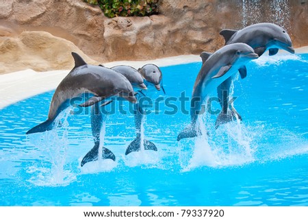 five bottlenose dolphins jumping in blue water Royalty-Free Stock Photo #79337920