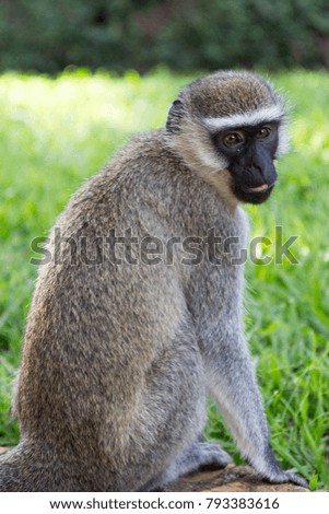 The vervet monkey in grass in a resort in Jinja, Uganda in 2017. The vervet monkey (Chlorocebus pygerythrus), or simply vervet, is an Old World monkey of the family Cercopithecidae native to Africa.