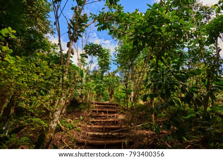 Nature trail. Trekking leading through jungle. Landscape of deep rain forest. Rainforest with old wood walk way. Footpath in the jungle with sunlight and blue sky through foliage.Travel background. 