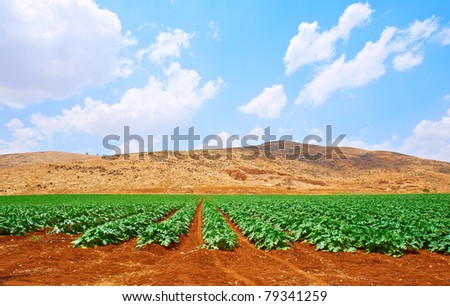 Plantation of  Pumpkin Against the Rocky Hills of Samaria, Israel