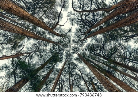 Cedars trees forest, beautiful natural background, endangered forest, The Cedars of God, Cedars Mountain, amazing nature of Lebanon
 Royalty-Free Stock Photo #793436743