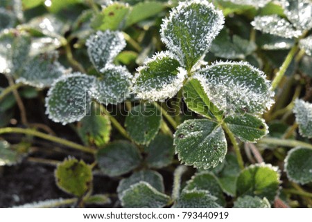frost on a green leaf Royalty-Free Stock Photo #793440919