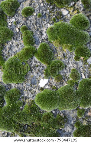 beautiful green moss 