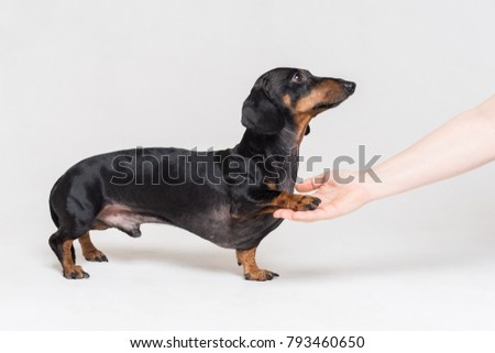 dog dachshund, training to give his paw to his coach, isolated on a gray background Royalty-Free Stock Photo #793460650