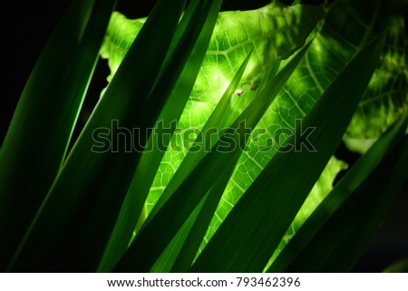 The art of bamboo leaves and papaya leaves