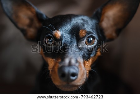 a portrait of a dog of a miniature pinscher, looks sadly into the camera. Selective focus on the eyes. Royalty-Free Stock Photo #793462723
