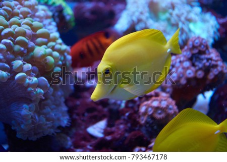 Yellow tang fish beside corals in aquarium