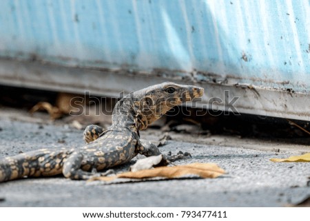 Small water monitor crawling in search of food