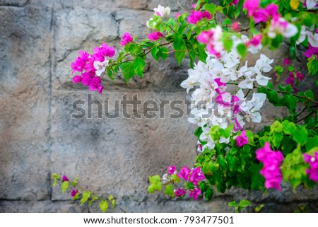 A wall with beautiful flowers on it.