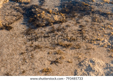 Starfishes in a puddle on the surface of a reef at low tide