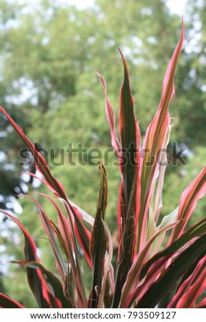 Close up view of colorful leaves of cordyline fruticosa. Abstract picture with amazing color as pink, red and purple. Pattern composed with long leaves, lines and blur background. A natural image.
