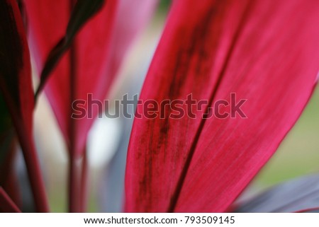 Close up view of colorful leaves of cordyline fruticosa. Abstract picture with amazing color as pink, red and purple. Pattern composed with long leaves, lines and blur background. A natural image.