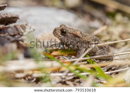 Common Toad - Bufo bufo juvenile