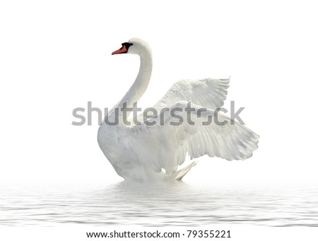 Swan on the white surface. Royalty-Free Stock Photo #79355221
