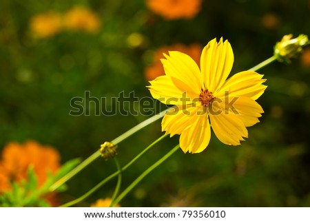 Cosmos sulphureus, yellow flower