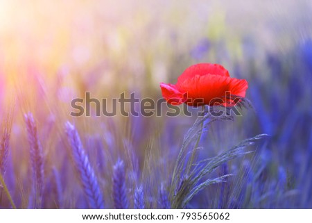 Beautiful red poppy is surrounded by grain 