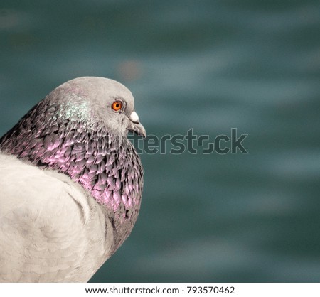 Close up photo of a pigeon resting on a pier in southern California with water in the background.