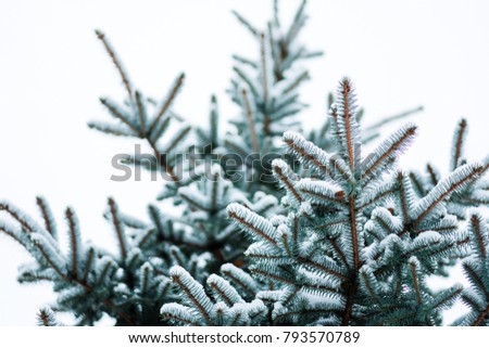 First snow in December, before Christmas. Branch of fir tree covered with snow, closeup. sharp frosts. fabulous light and colorful picture.