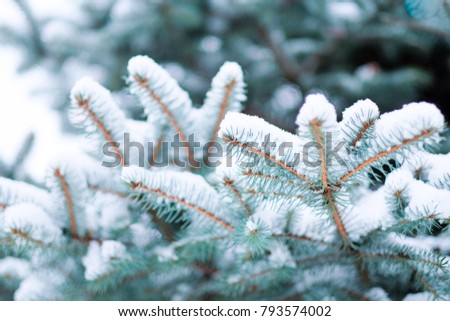 First snow in December, before Christmas. Branch of fir tree covered with snow, closeup. sharp frosts. fabulous light and colorful picture.