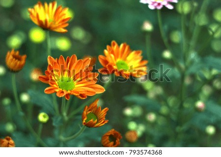 Orange Chrysanthemum blossoms in field