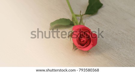Beautiful red rose flower with green leaves put on wood vintage background