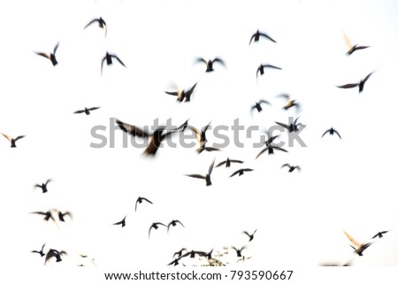 motion blur flying flock of pigeons on white background