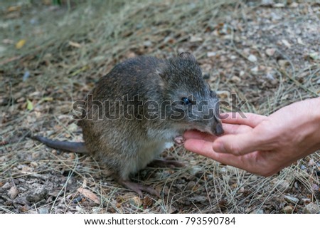 Australian potoroo hand-feeding nature scene
