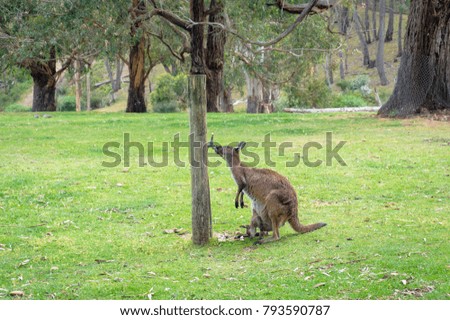 Female wallaby with joey drinking water in the park. Australian wildlife nature background