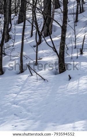 Close up forest covered with snow. Sunset in the wood between the trees strains in winter period.