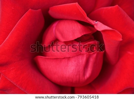 colse-up image from top view of red rose flower