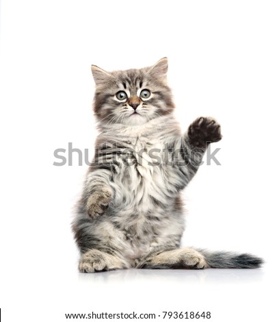 Little gray kitten sitting on its hind legs. Isolated on a white background. Royalty-Free Stock Photo #793618648