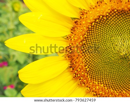 Close up surface half part of Big Sunflower with green field on background