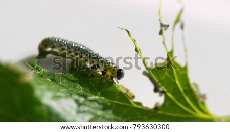 Caterpillar and larvae eating fresh leaves.
Studio shot.
