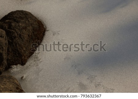 Footprints of birds on snow