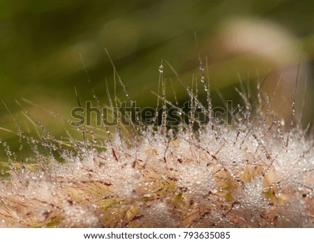 Dew on the flowers of grass, Pink and green background