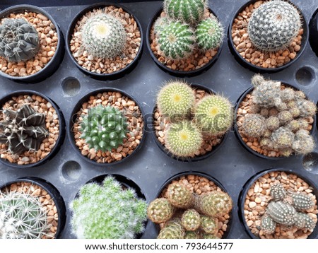 The cactus pictures