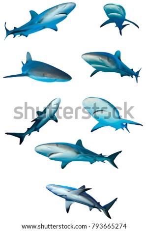 Sharks isolated. Caribbean Reef Sharks on white background