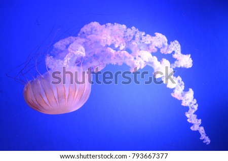 Jellyfish swimming in the water look like a art.