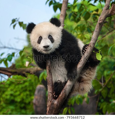 Cute panda bear climbing tree in forest