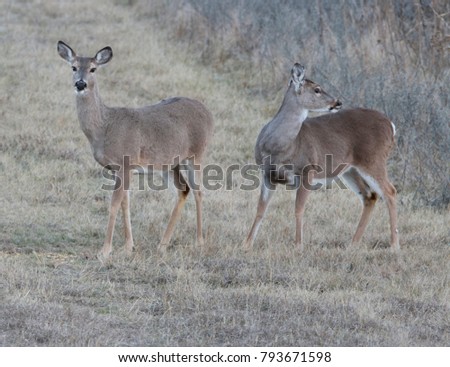 Two deer walking out of the woods on a cold January day.
