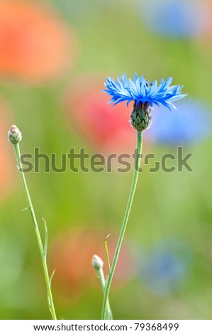 Cornflowers Flowers , also called Bachelor's button, Bluebottle, Boutonniere flower, Hurtsickle or Cyani flower on a field in summer.