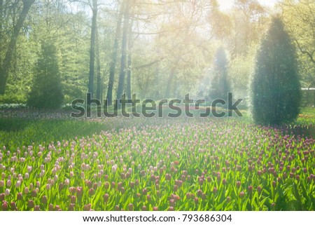 A flower bed of pink tulips in bright sunlight among the trees in a spring park on a sunny morning