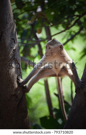 Monkey is climbing trees,Khao Hin Snake,Ratchaburi,Thailand