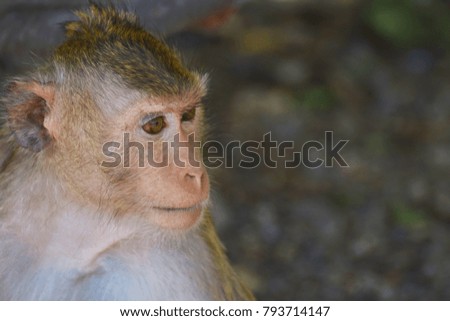 Monkey of Thailand at Ratchaburi,Khao Hin Snake