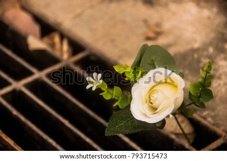 White rose with blur background.