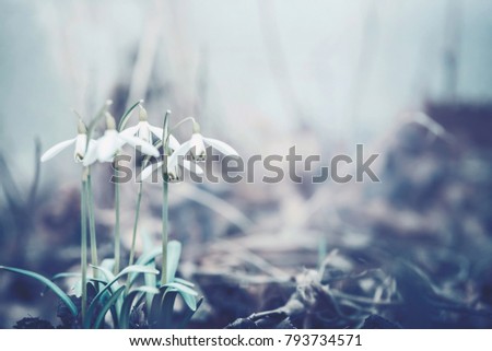 Close up of snowdrops flowers, spring time outdoor nature. Muted colors
