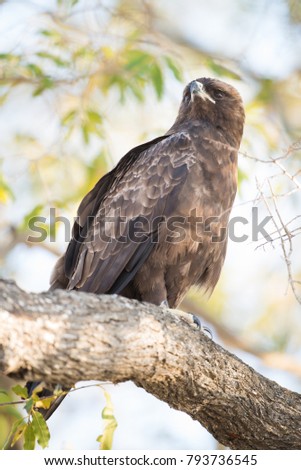 A vertical, colour image of a Wahlberg's eagle, Aquila wahlberg, perching in a tree in the Greater Kruger Transfrontier Park, South Africa.