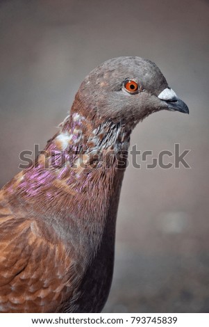 Pigeon, Dove, Australian Bird, Close Up, Wildlife Photography, Bird Photography, Sydney, New South Wales, Australia