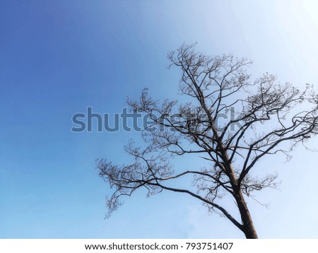 Dead tree against beautiful clear blue sky. Picture with copy space.